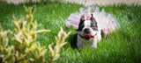 Light Pink Dog Tutu Skirt | XS-XXXL.